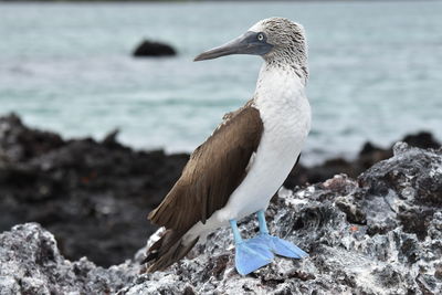 Close-up of bird perching on rock by sea