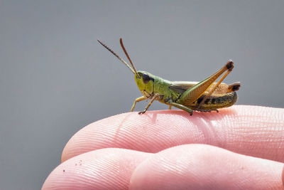 Close-up of butterfly on hand