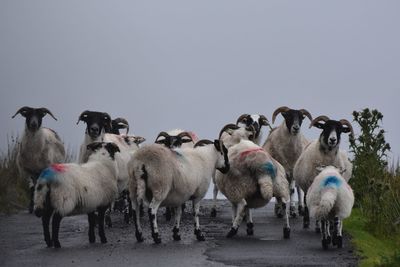 Sheep on a road 