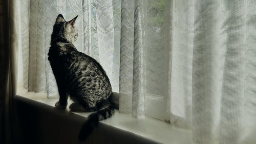 Close-up of cat sitting at home