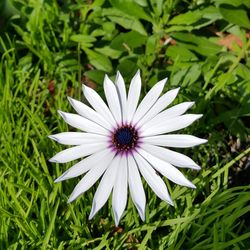 Close-up of white flowers