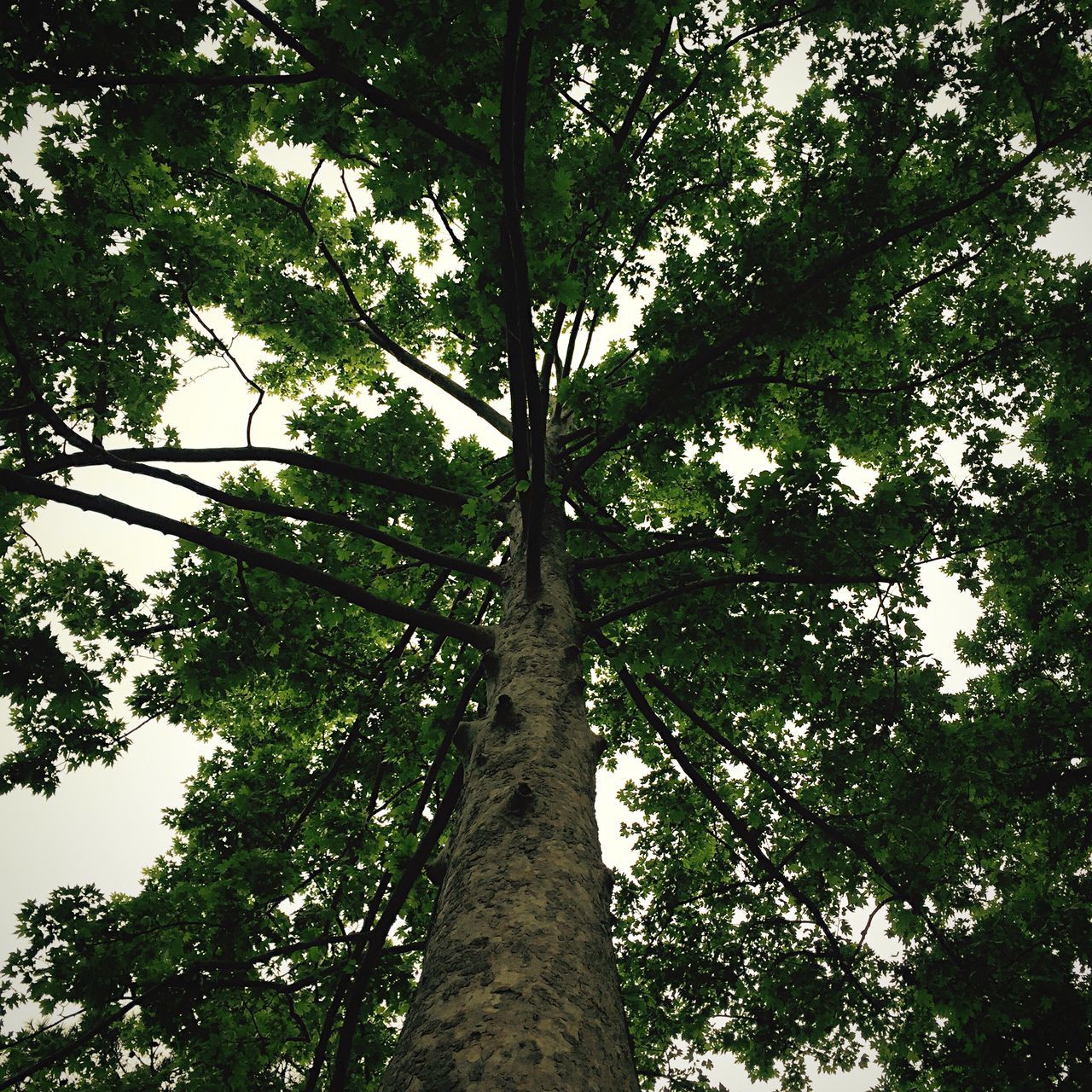 tree, low angle view, branch, growth, tree trunk, tranquility, forest, nature, green color, beauty in nature, sky, day, outdoors, woodland, no people, tranquil scene, scenics, tall - high, sunlight, lush foliage