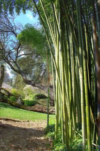 Trees growing in park