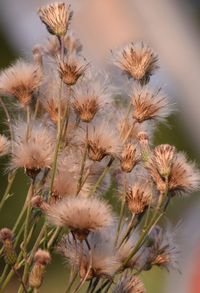 Close-up of wilted flowers on field