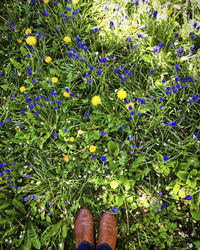 Low section of person standing on plants