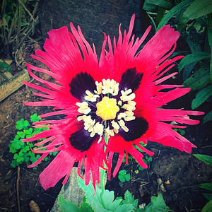 flower