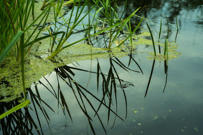 Close-up of reflection of tree in lake