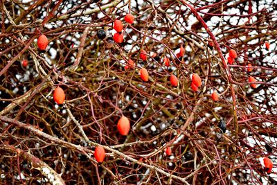 Low angle view of berries on tree