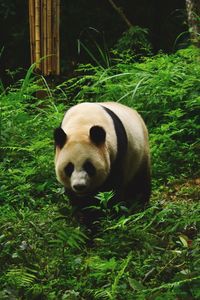 Panda bear on grass