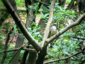 Low angle view of tree