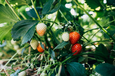 Close-up of strawberries on tree