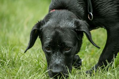 Close-up portrait of black dog