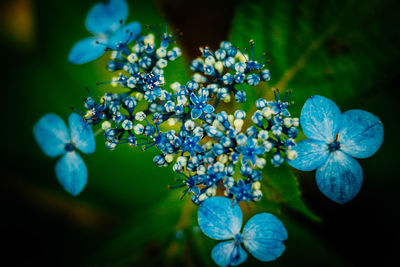 Close-up of hydrangea blooming outdoors
