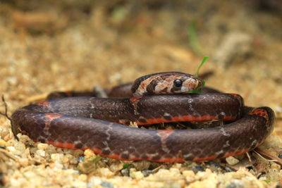 Close-up of lizard on rock