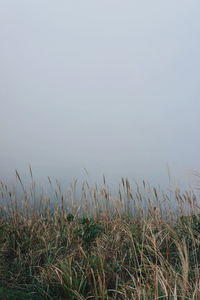 Grass on field against sky