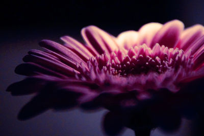 Close-up of pink flower