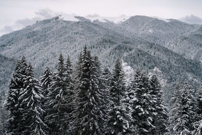 Pine trees on snowcapped mountains against sky