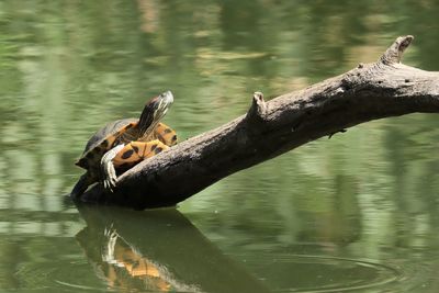Turtle on a lake