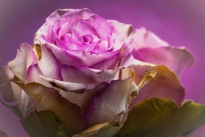 Close-up of pink rose flower