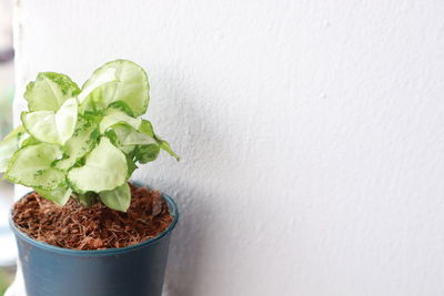 Close-up of potted plant on table against white wall