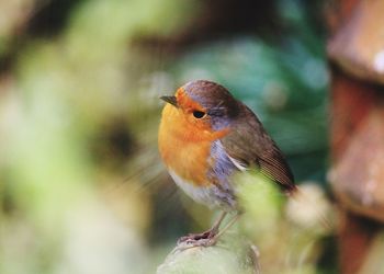 Close-up of bird perching on plant