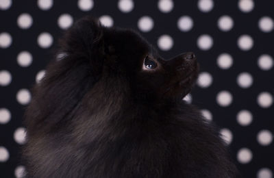 Close-up portrait of cat