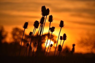 Low angle view of plant against sky at sunset