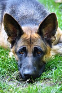 Close-up portrait of dog lying on grass