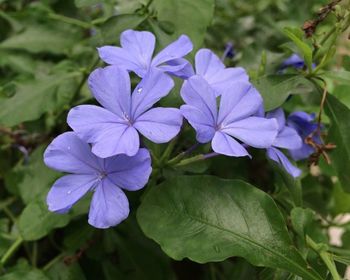 Close-up of purple flowers blooming outdoors