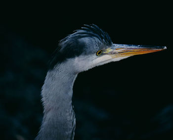 Close-up of grey heron