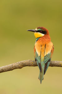 Close-up of bird perching on branch