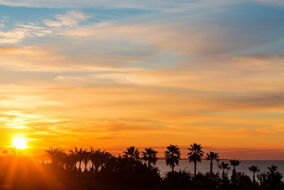 Silhouette trees on beach against orange sky