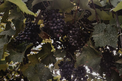 Close-up of grapes growing in vineyard