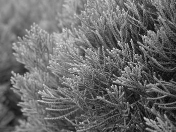 Close-up of pine tree during winter