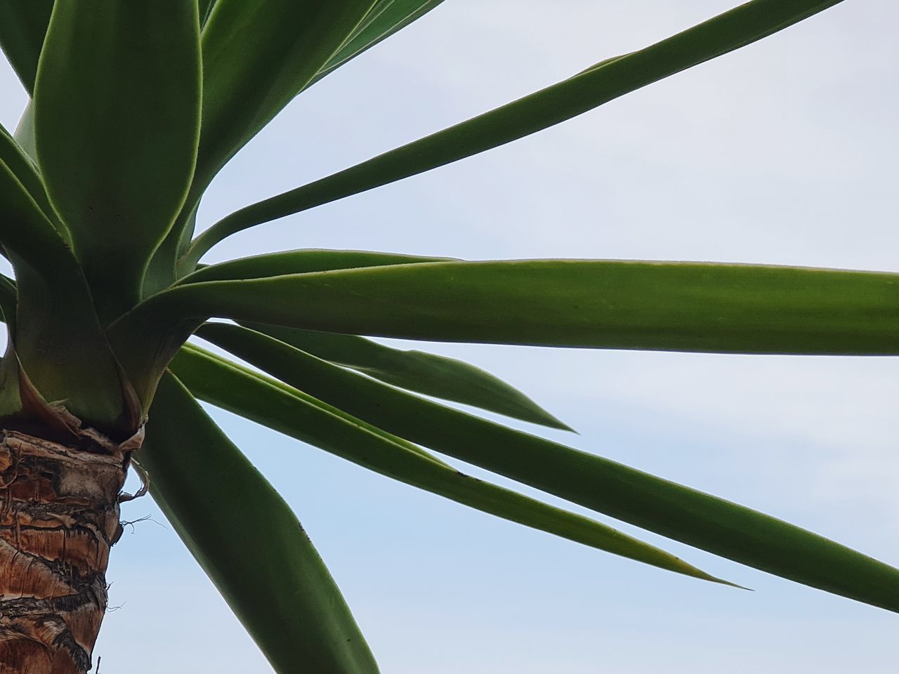 LOW ANGLE VIEW OF BAMBOO PLANT