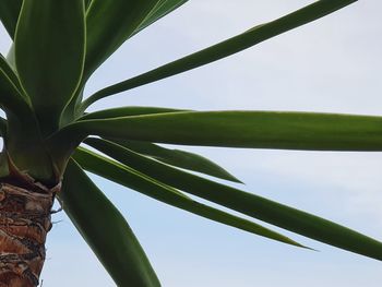 Low angle view of bamboo plant against sky