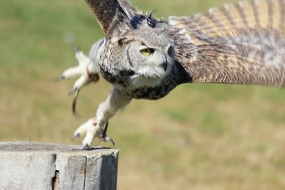 Close-up of eagle