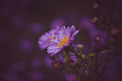 Close-up of purple flowering plant