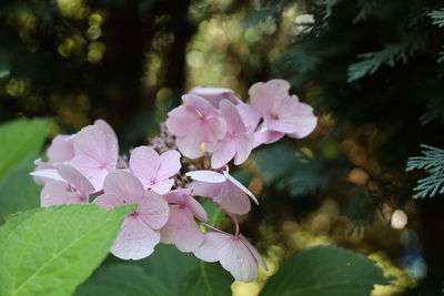 Close-up of pink flowering plant