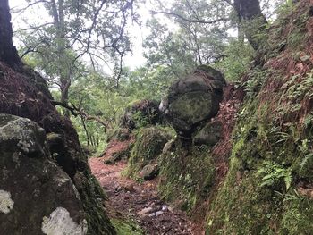 Moss on rock in forest against sky