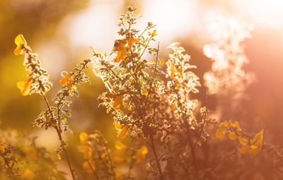 Close-up of yellow flower