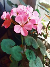 Close-up of pink flowering plant