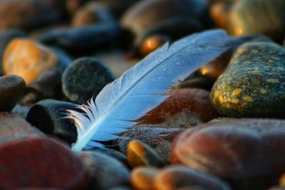 Close-up of feather on pebbles