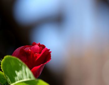 Close-up of red rose