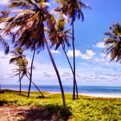 Palm trees on beach against sky