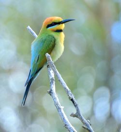 Close-up of bird perching on branch