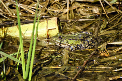 High angle view of frog in lake