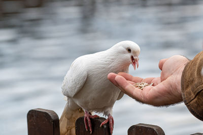 Full length of hand feeding bird