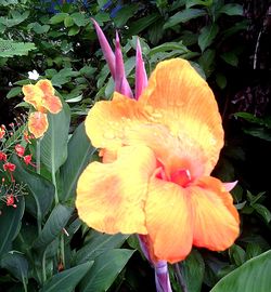 Close-up of day lily blooming outdoors