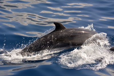 Close-up of a dolphin splashing in sea